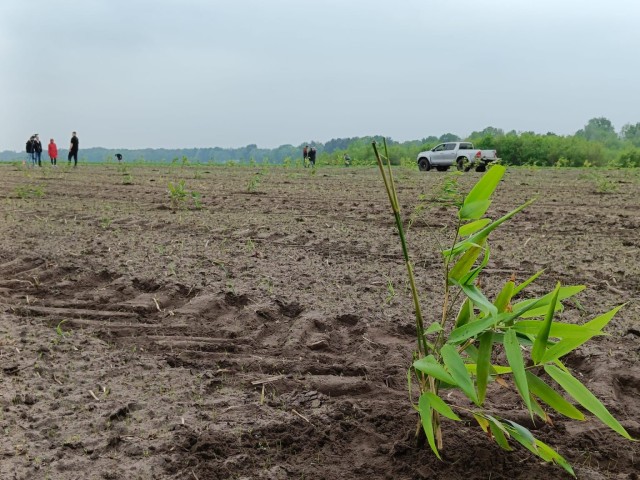 Bamboe als gewas van de toekomst